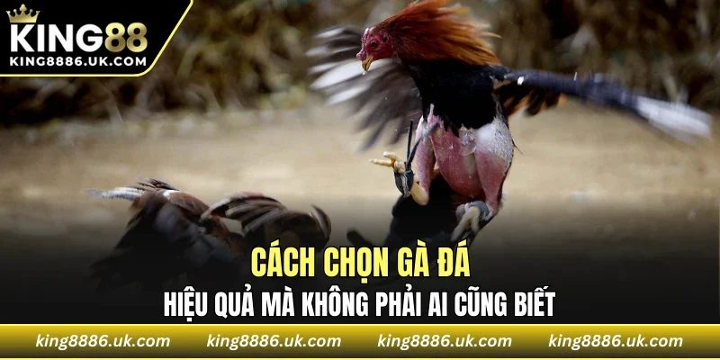 Cách Chọn Gà Đá